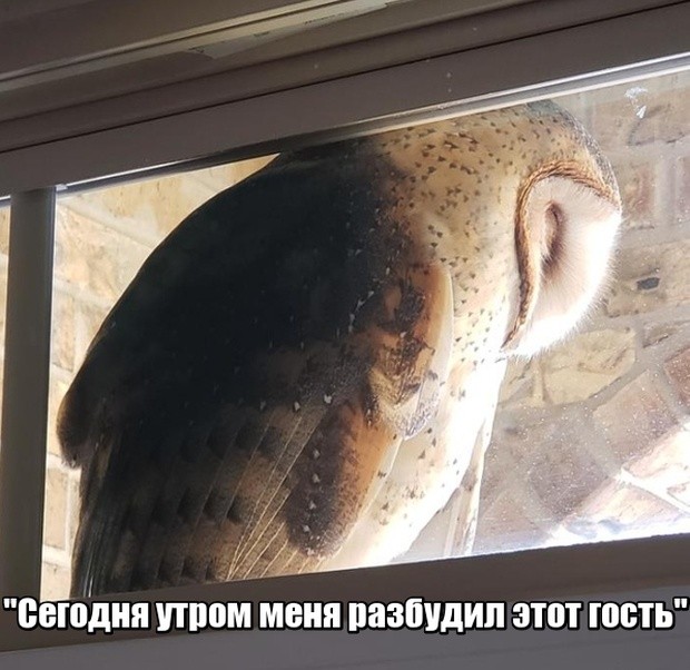 Прикольные картинки (41 фото) 26.12.2018