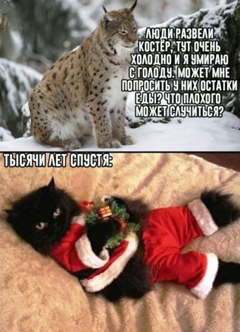 Прикольные картинки (41 фото) 26.12.2018