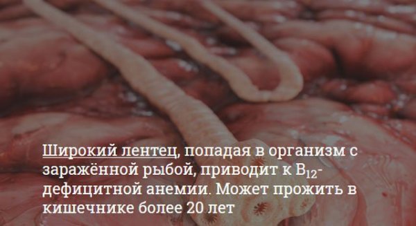 Опасности, которые подстерегают любителей суши Опасности, которые подстерегают любителей суши