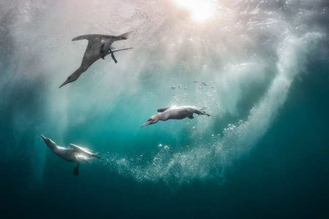 Победители конкурса на лучшие фотографии птиц Bird Photographer of the Year 2024