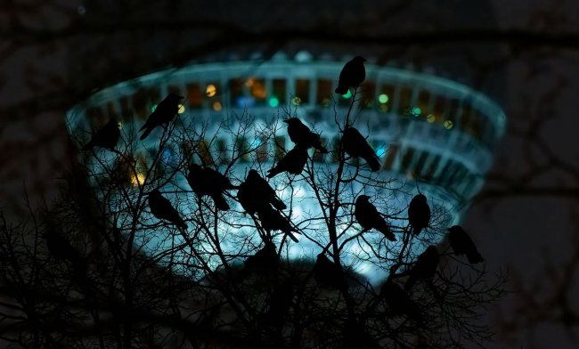 Победители конкурса на лучшие фотографии птиц Bird Photographer of the Year 2024